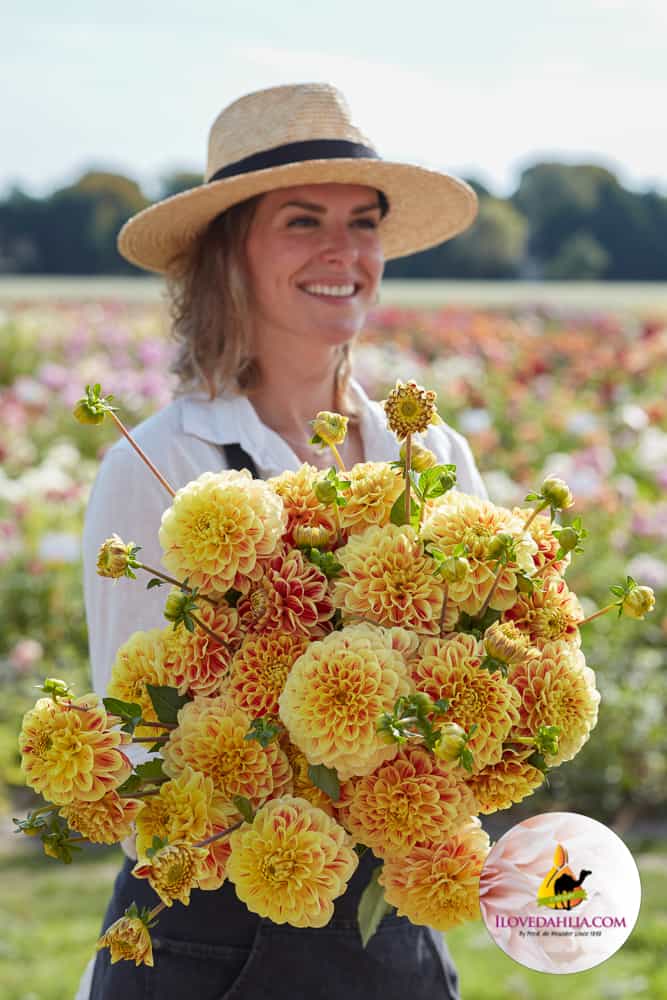 Dahlia Cape Town - Image 2