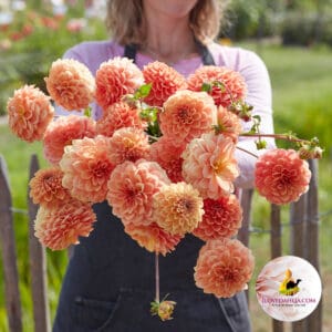 Dahlia Apricona Decorative Smallflowering