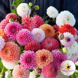 Bal Dahlia Snijbloemen collectie