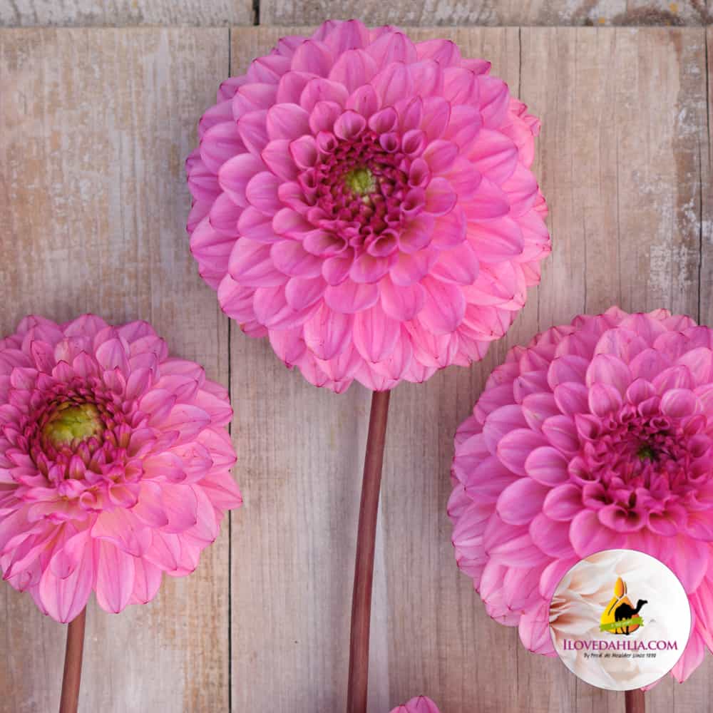Dahlia Chicago Decoratieve Smallebloemen