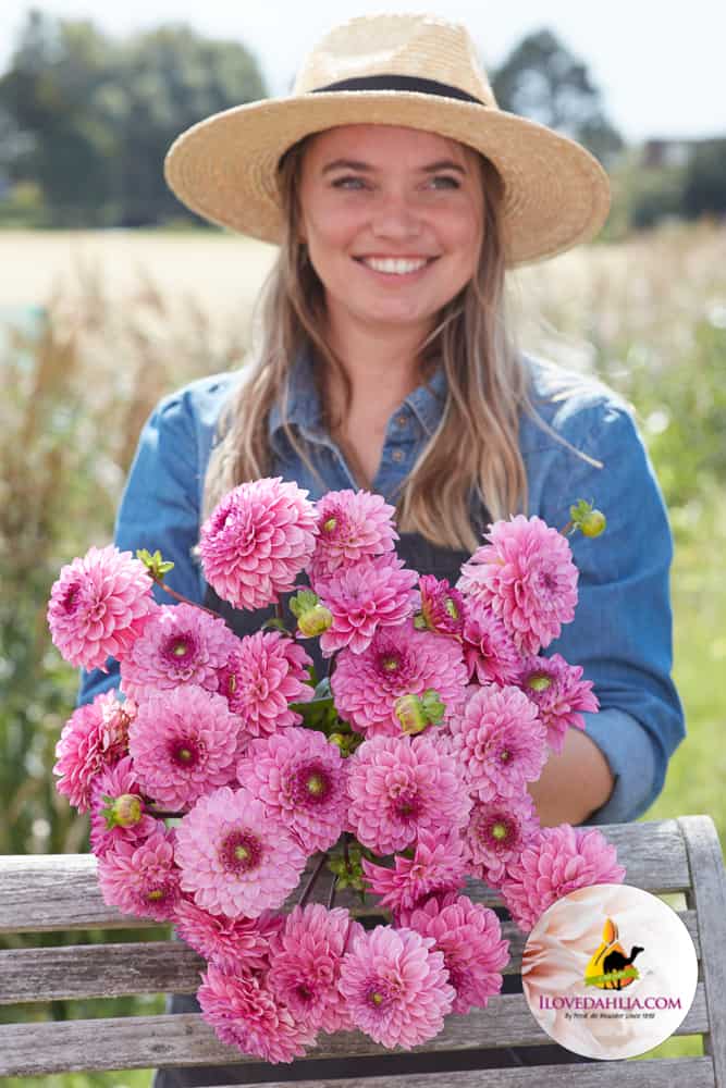 Dahlia Chicago Decoratieve Smallebloemen
