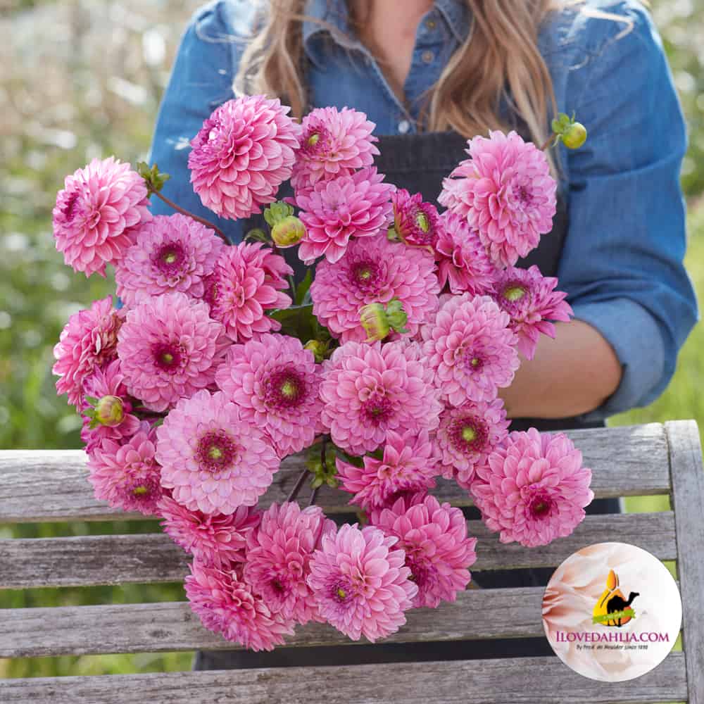 Dahlia Chicago Decorative Smalleflowering