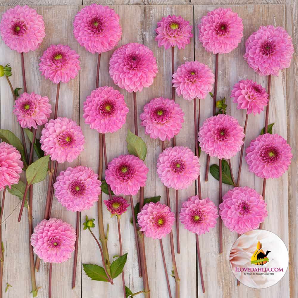 Dahlia Chicago Decoratieve Smallebloemen