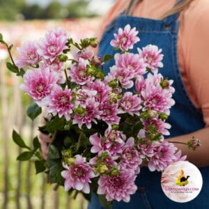 Dahlia Pink Perception