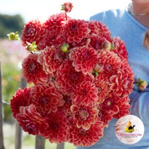 Dahlia All That Jazz