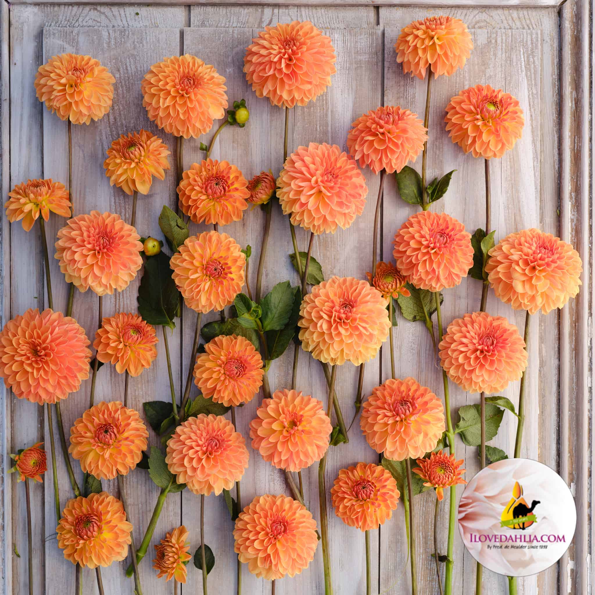 Dahlia Amber Crystal