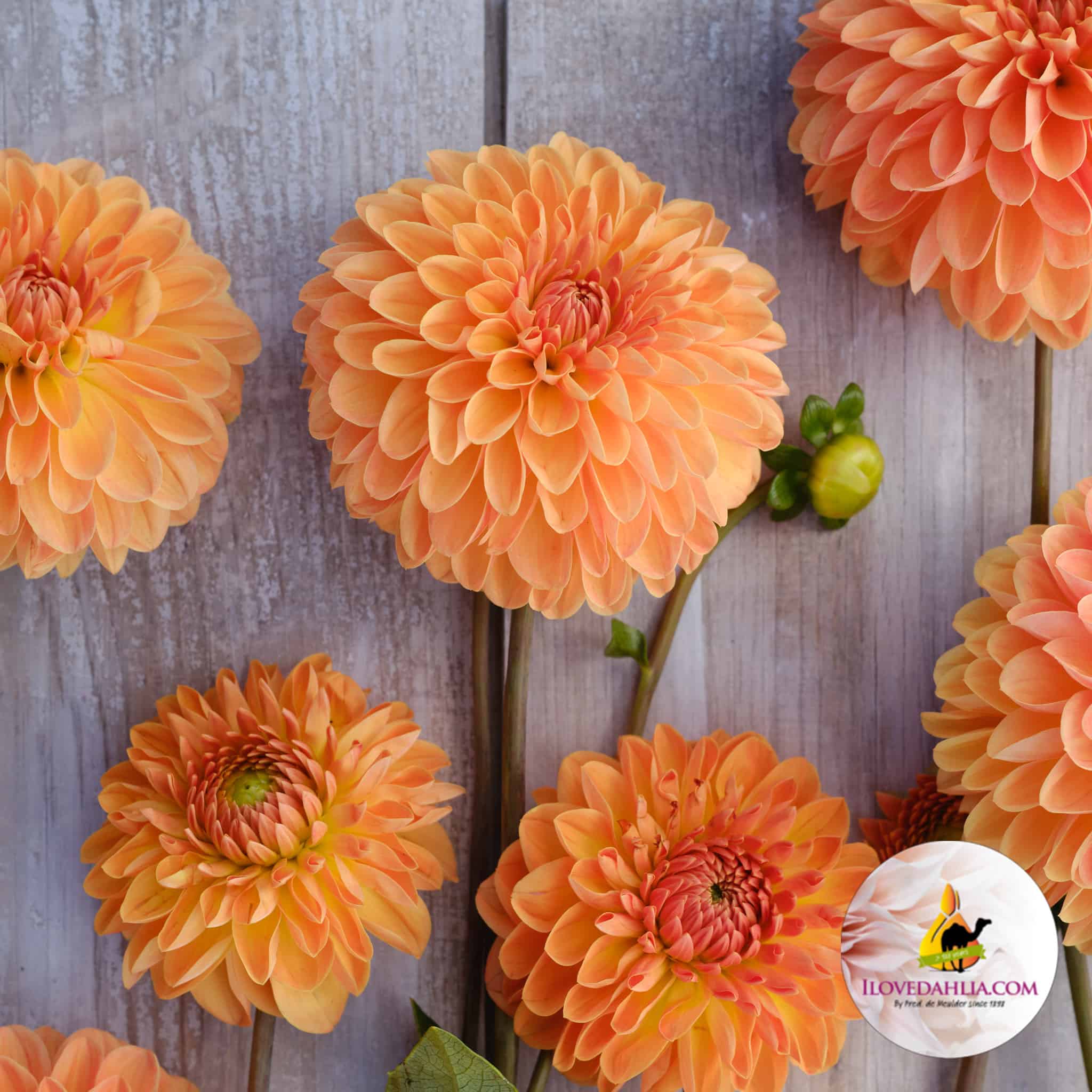 Dahlia Amber Crystal