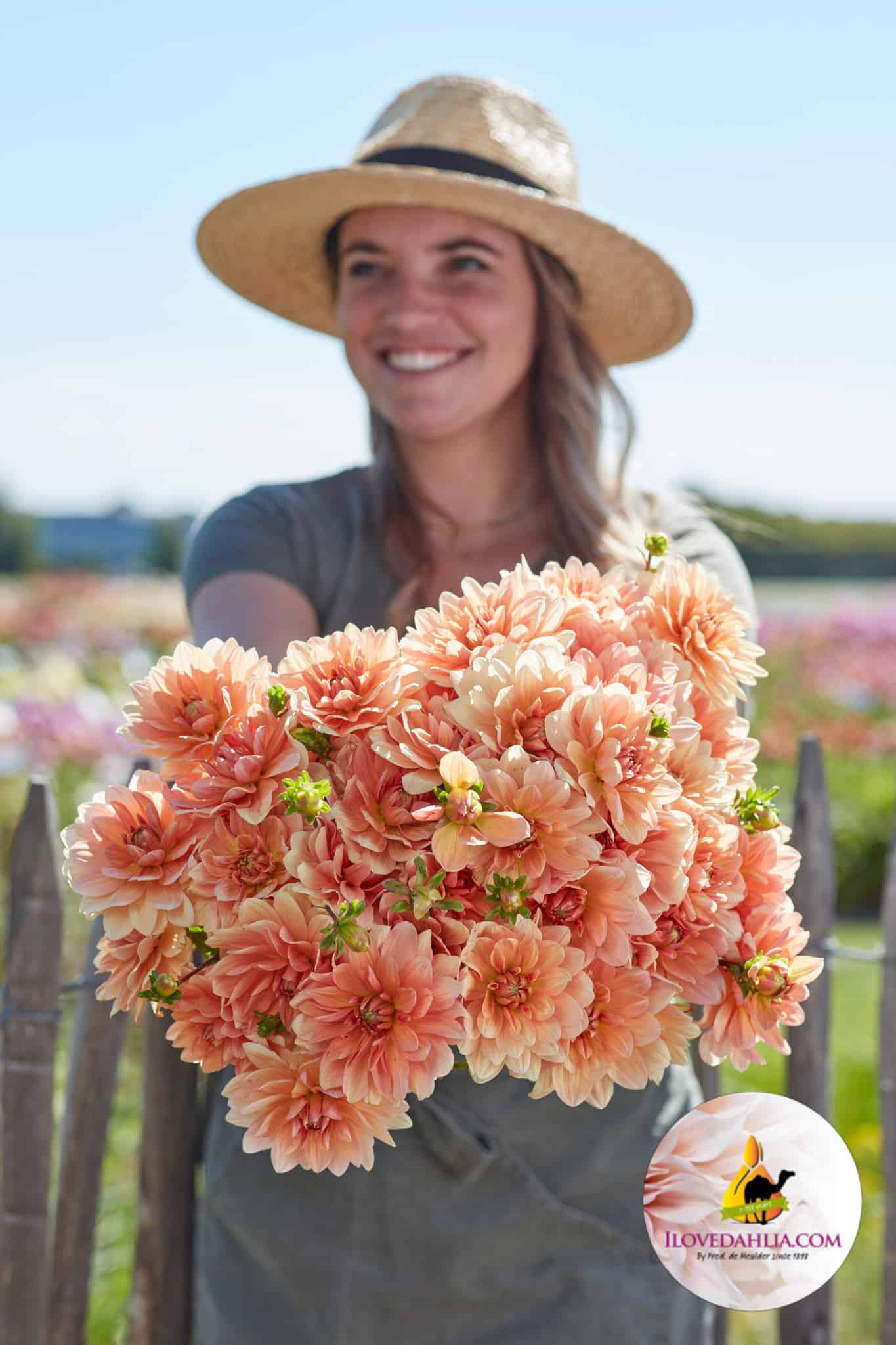 Dahlia Apricot Desire