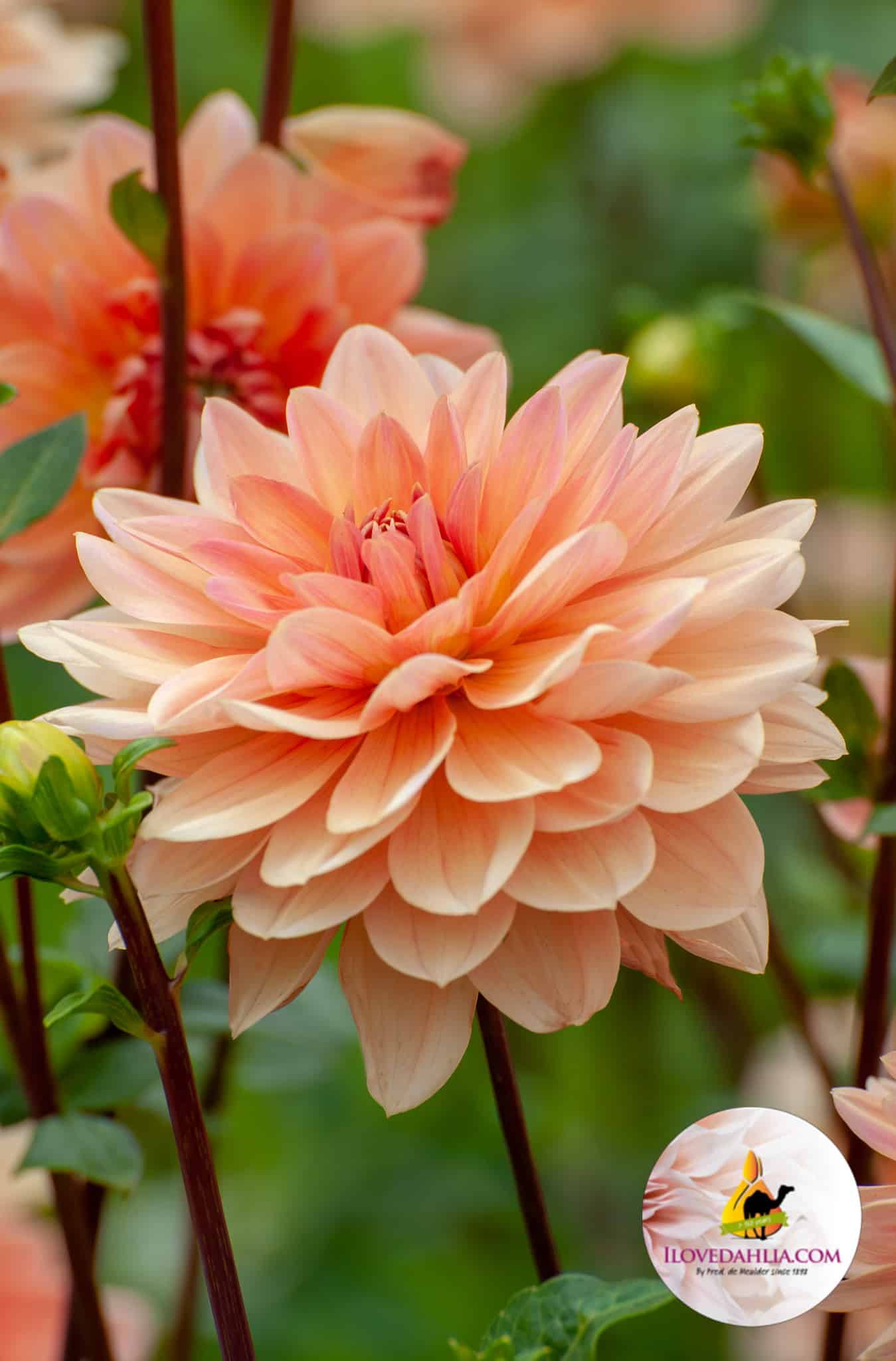 Dahlia Apricot Desire