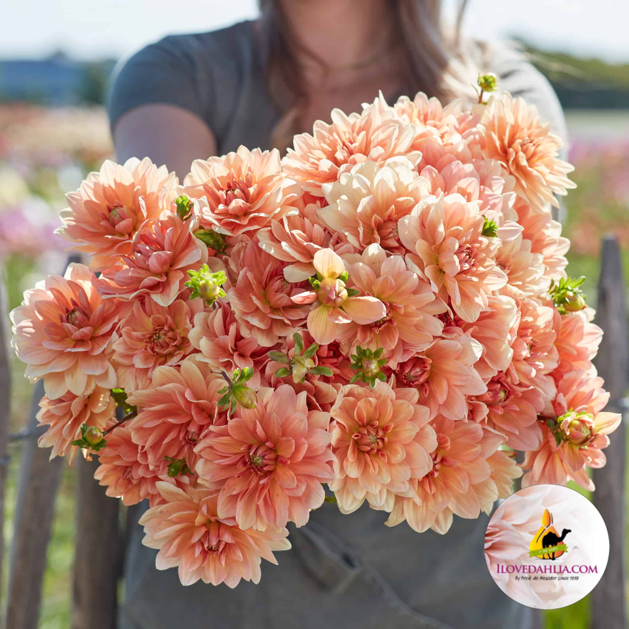 Dahlia Apricot Desire