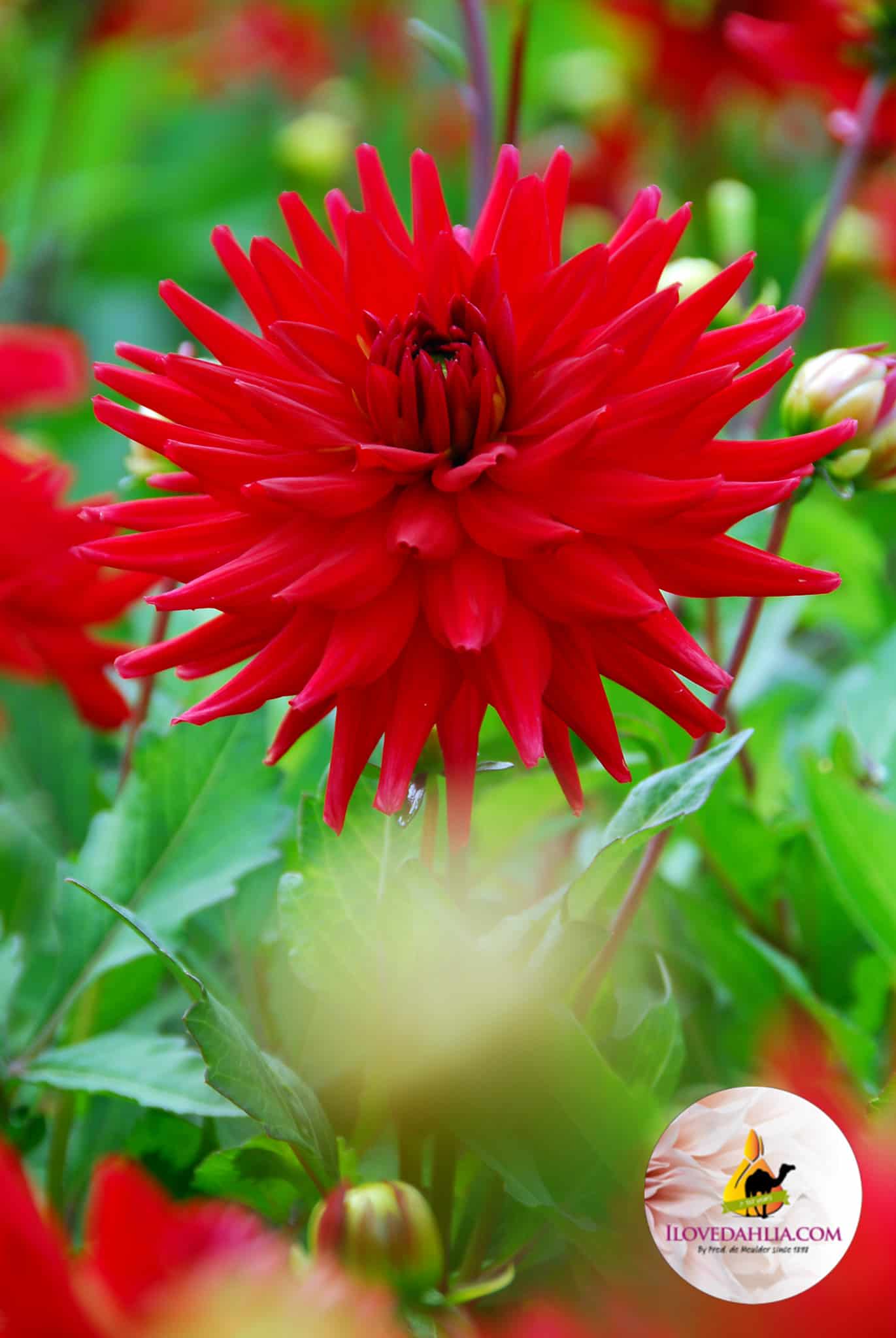 Dahlia rood pygmee
