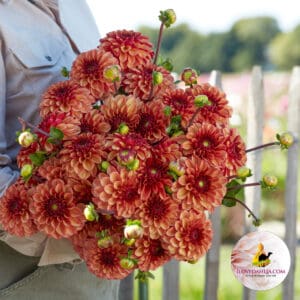 Dahlia High Fidelity