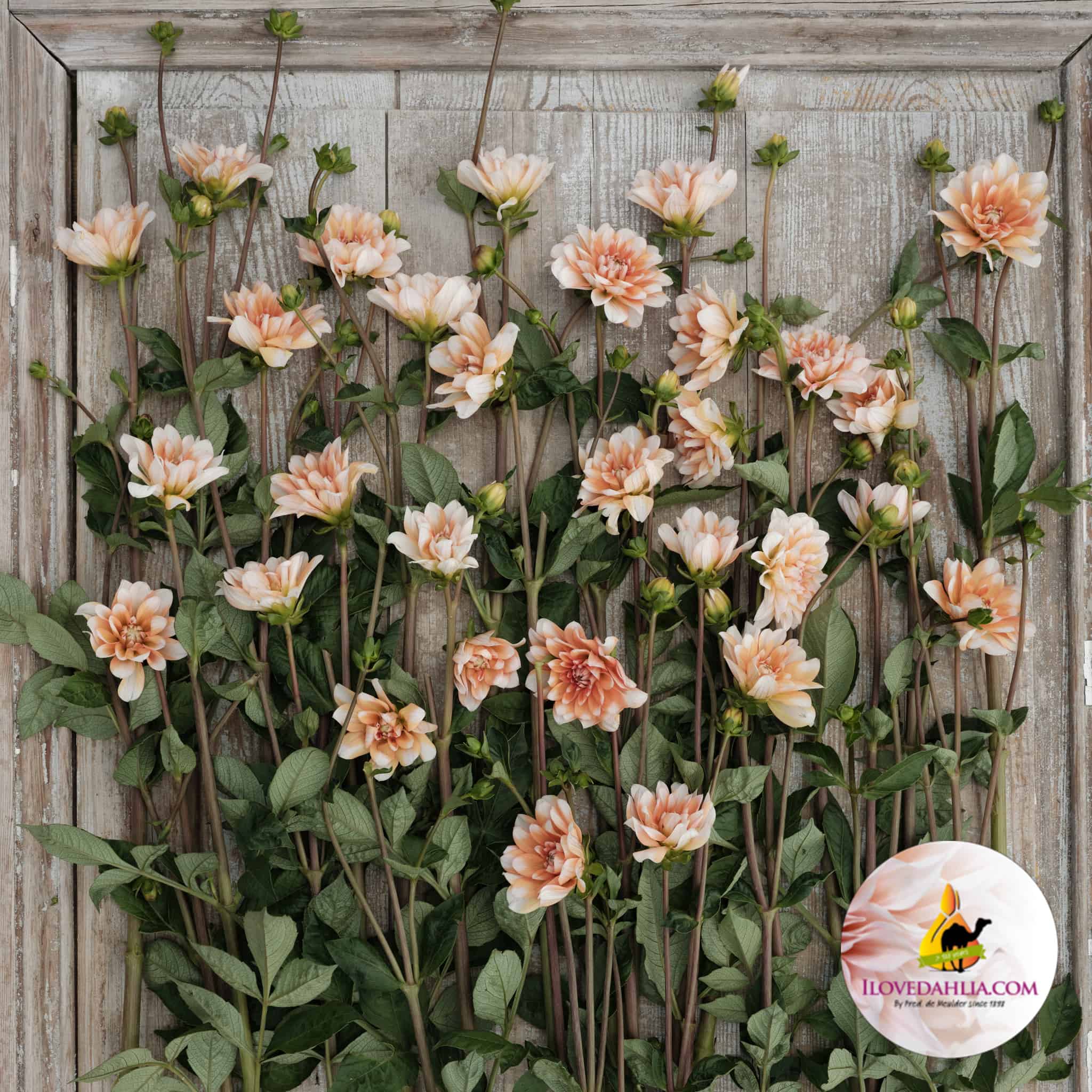 Dahlia Orange Perception