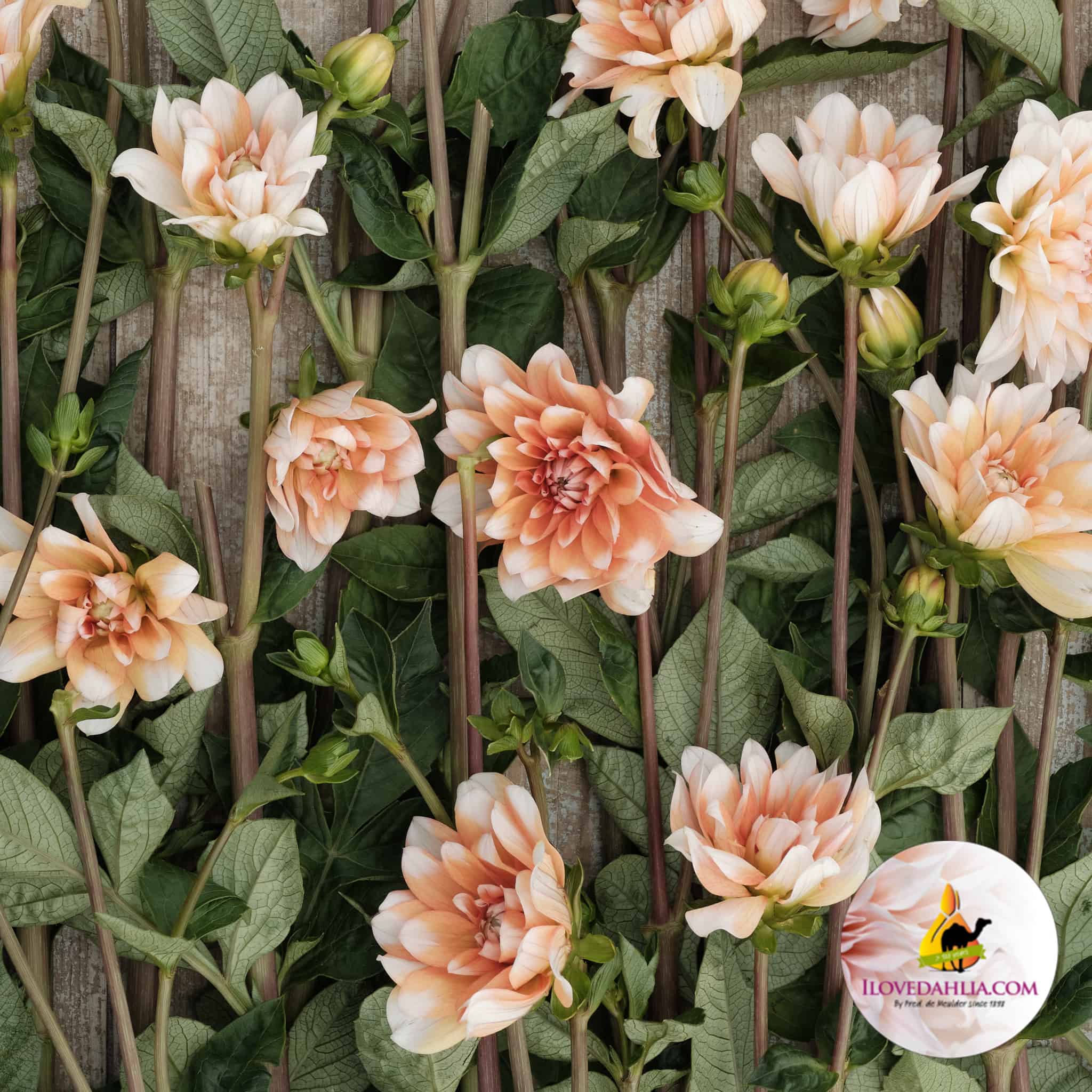 Dahlia Orange Perception