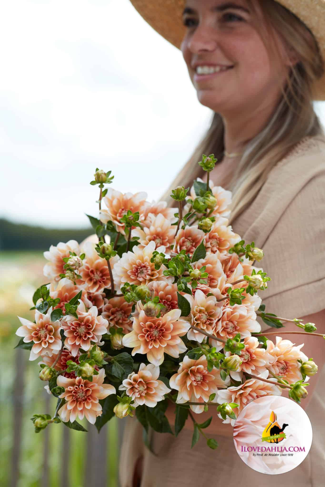 Dahlia Orange Perception