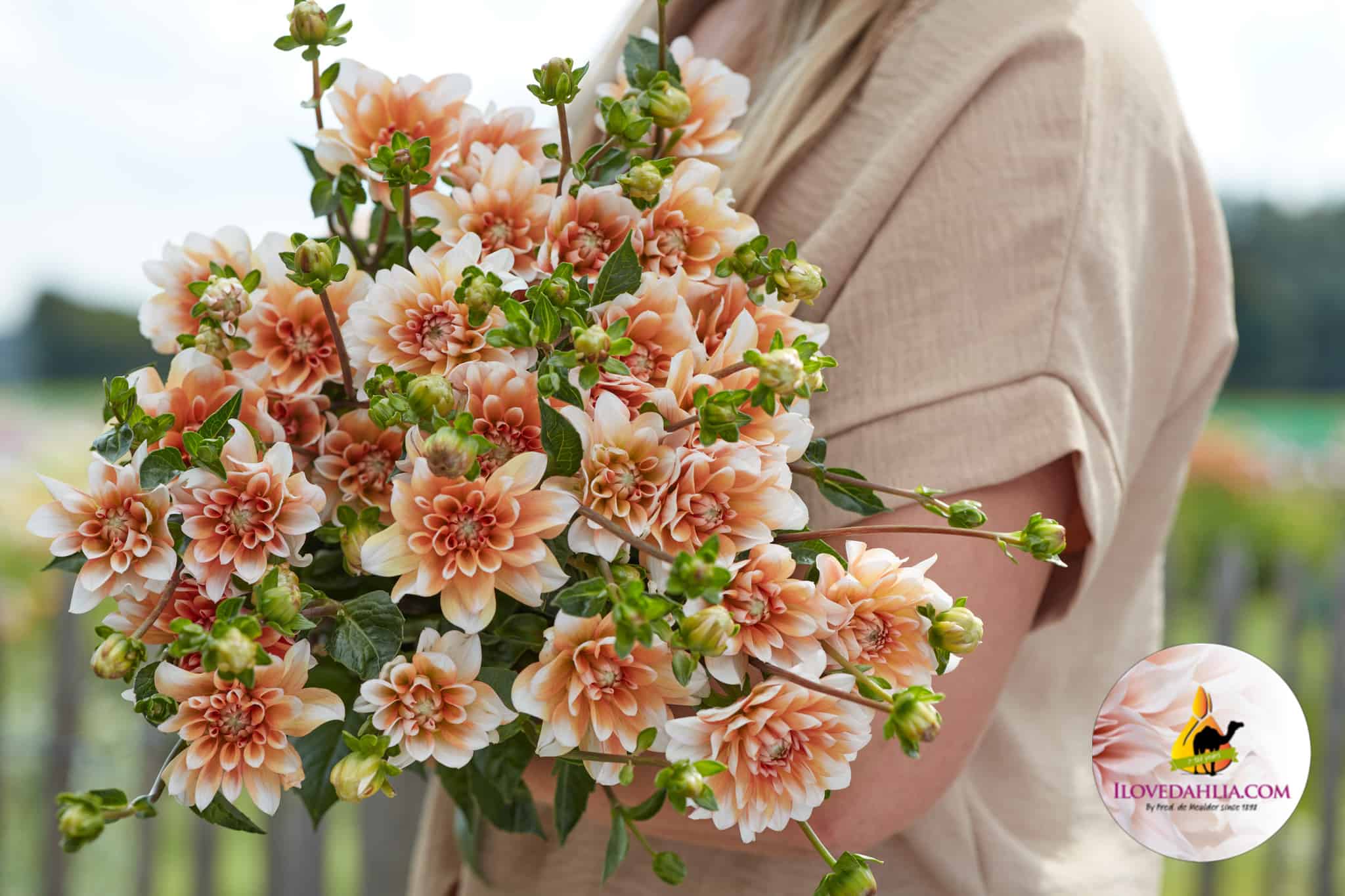 Dahlia Orange Perception