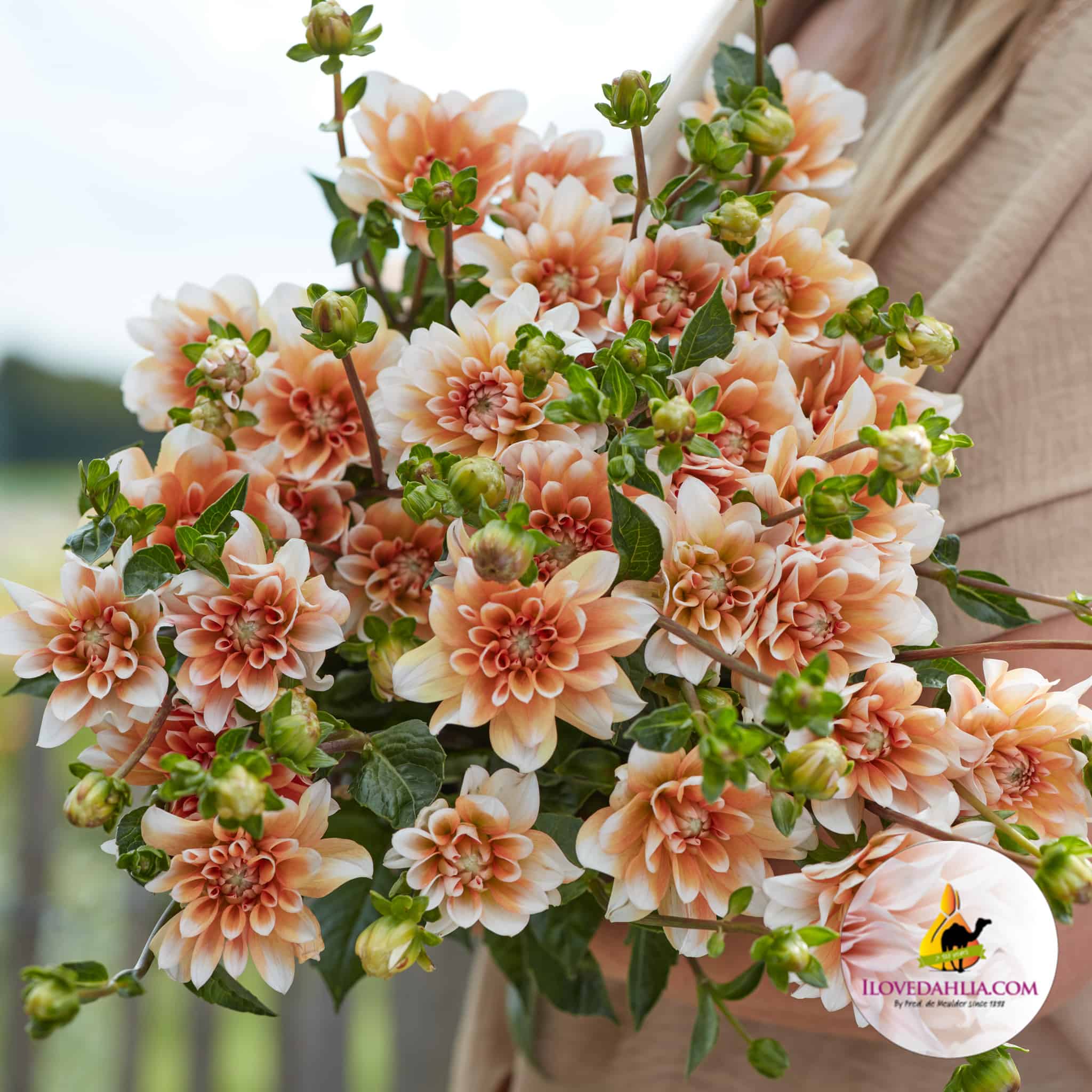 Dahlia Orange Perception