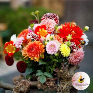 Dahlia Collection New