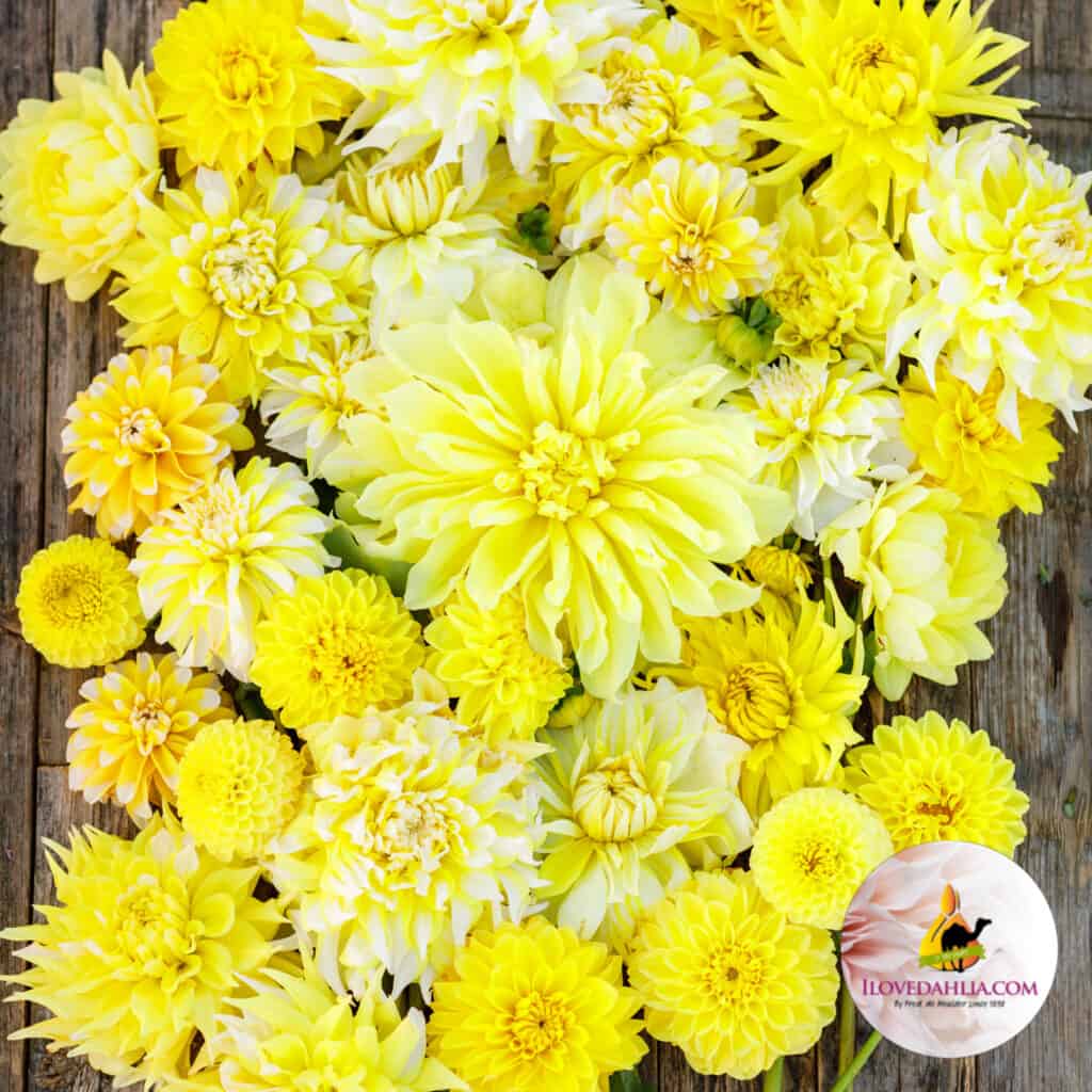 Exclusive Easter Dahlia Mix