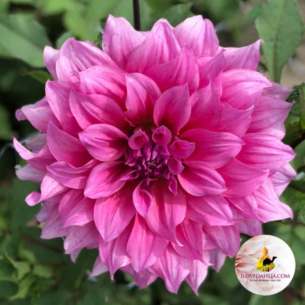 Dahlia Arthur Hambley