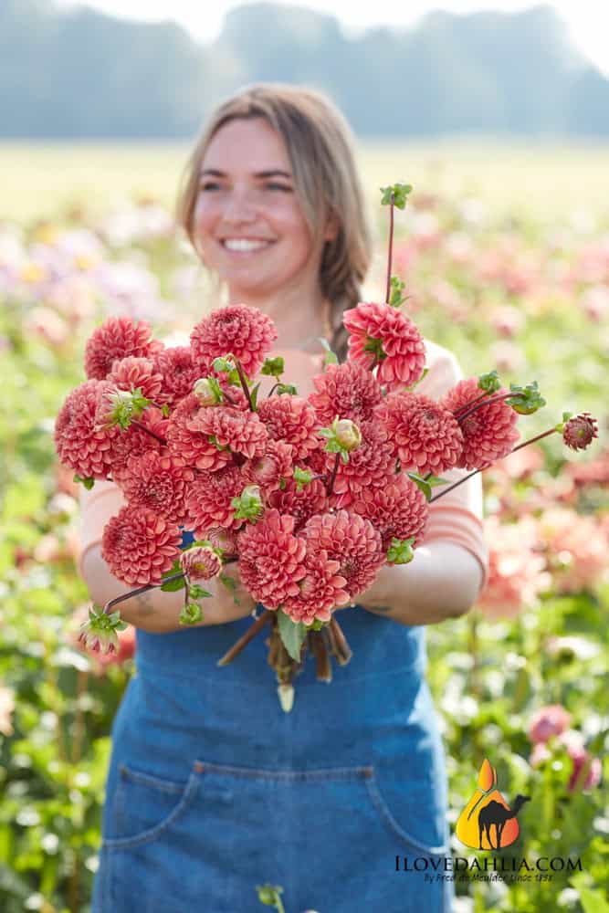 Dahlia Ariston - Image 2