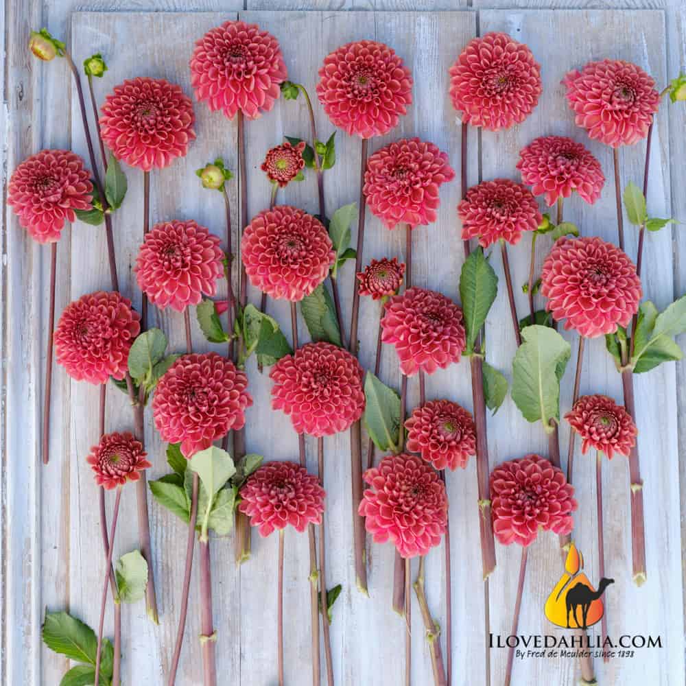 Dahlia Ariston - Image 3