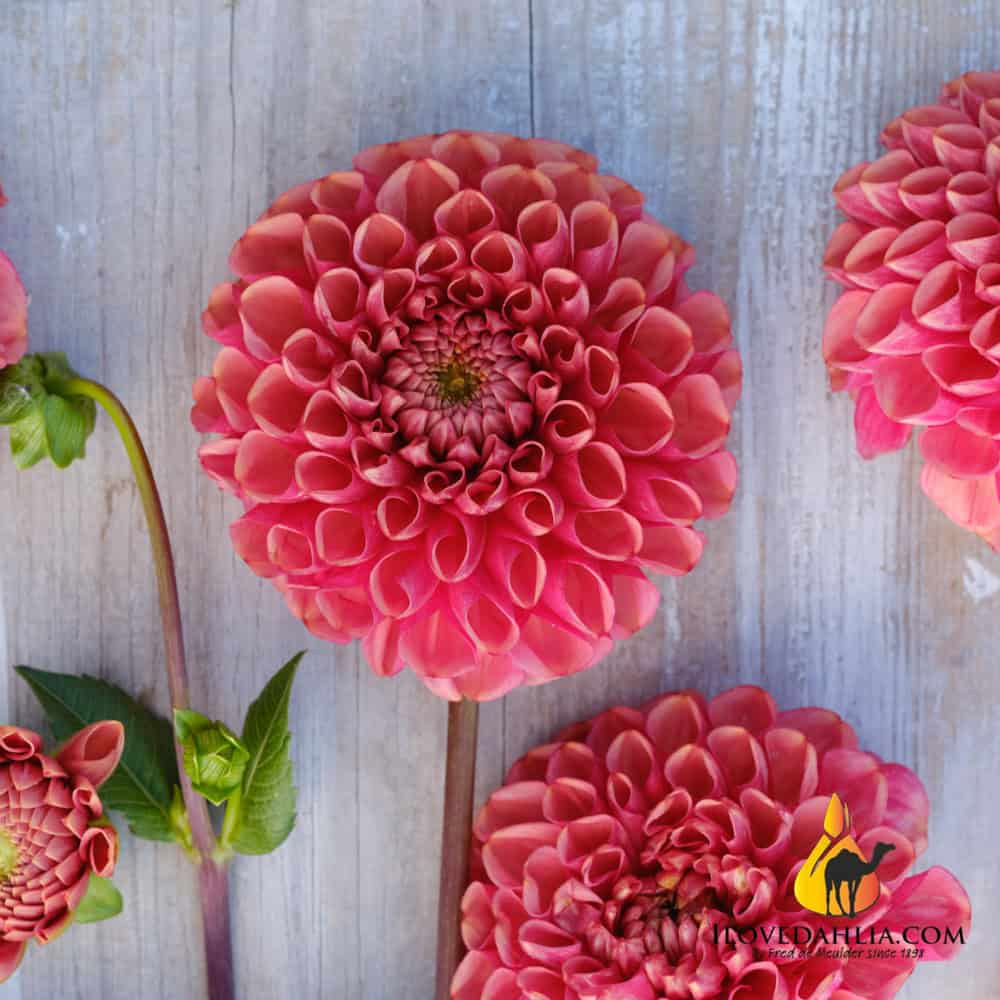 Dahlia Ariston - Image 4