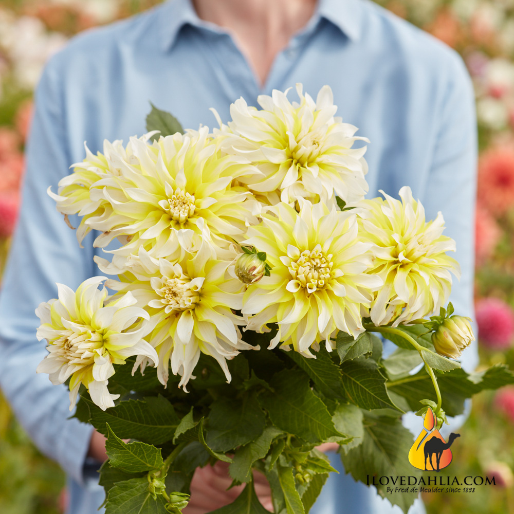 Dahlia Calgary Flames