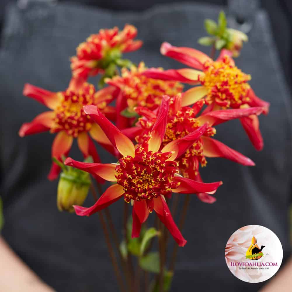 Dahlia Sparkle Octopus