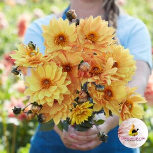 Dahlia Sunrich Oranje Bij-vriendelijk