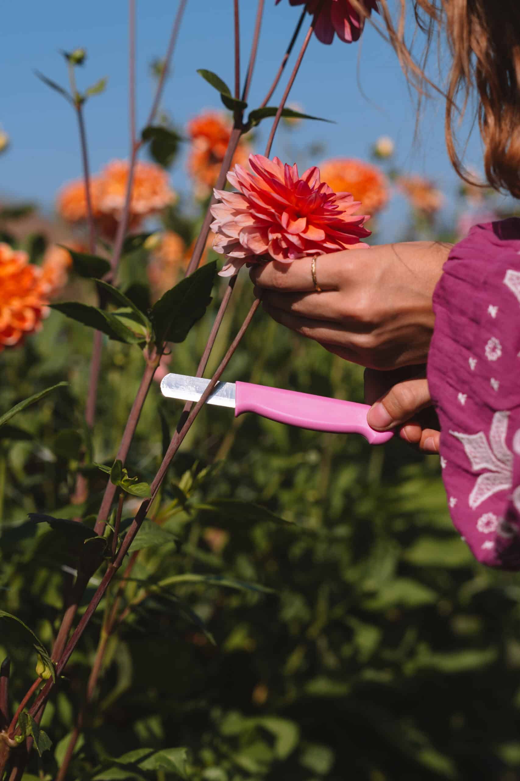 Dahlia Cutting Knife