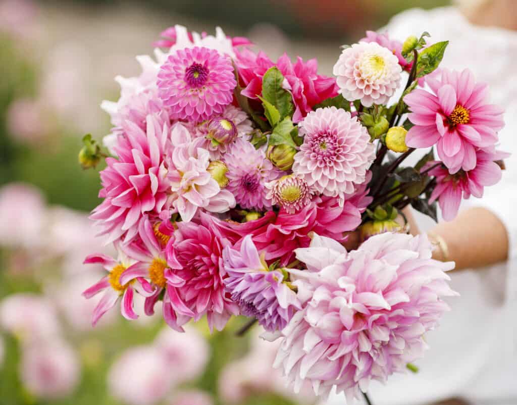 pinching out dahlias