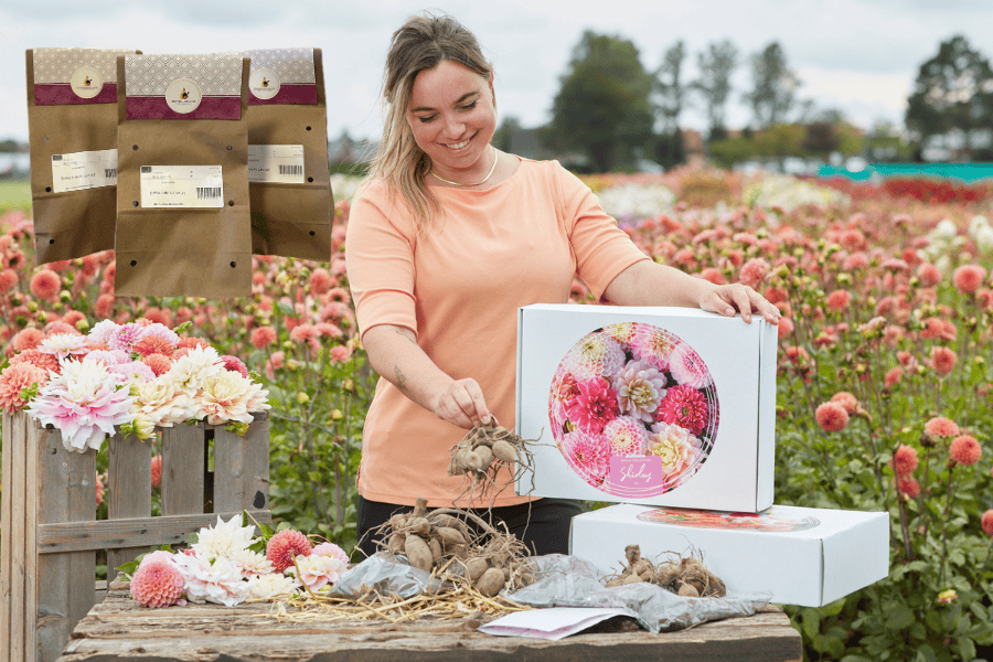 Magic Box: Top 16 Most Popular Dahlias