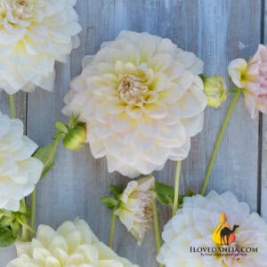 Dahlia Alloway Cottage