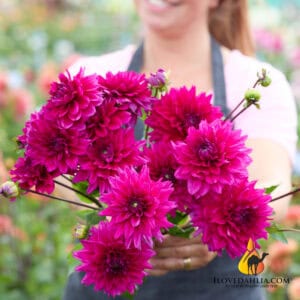 Dahlia Fruchia Bedel