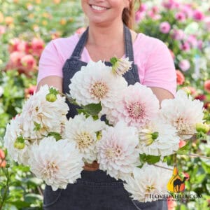 Dahlia Glanzend Carlita