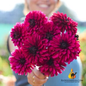 Dahlia Jennifer Mary Ellen