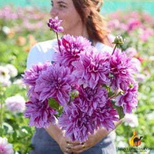 Dahlia Nikolas Tesla