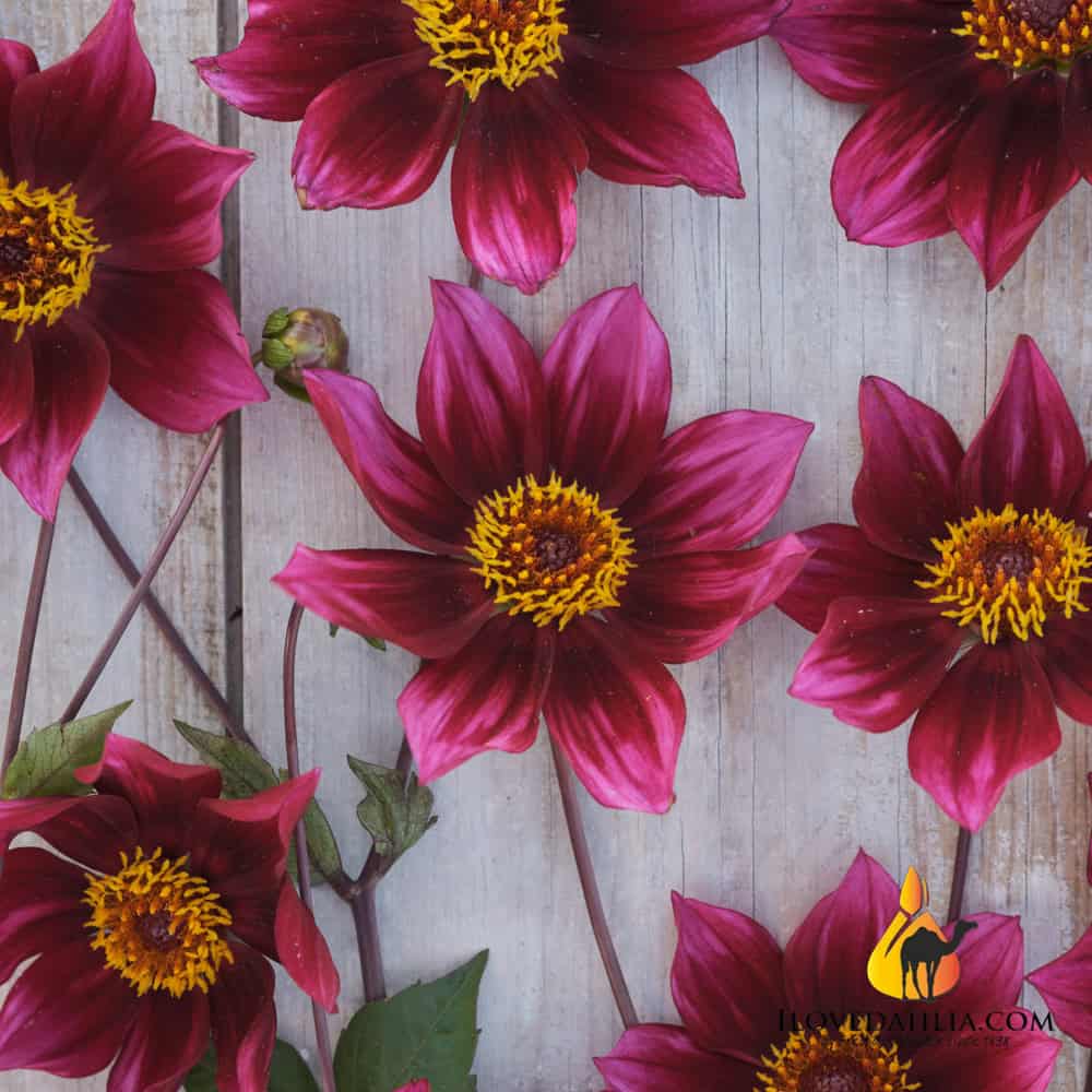 Dahlia Schippers Choice