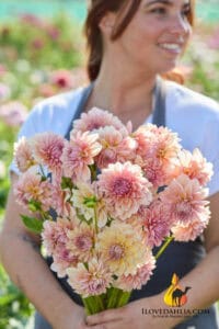 Dahlia Sturm Sweet Maria