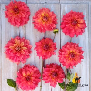 Dahlia Titan Vuurtoren