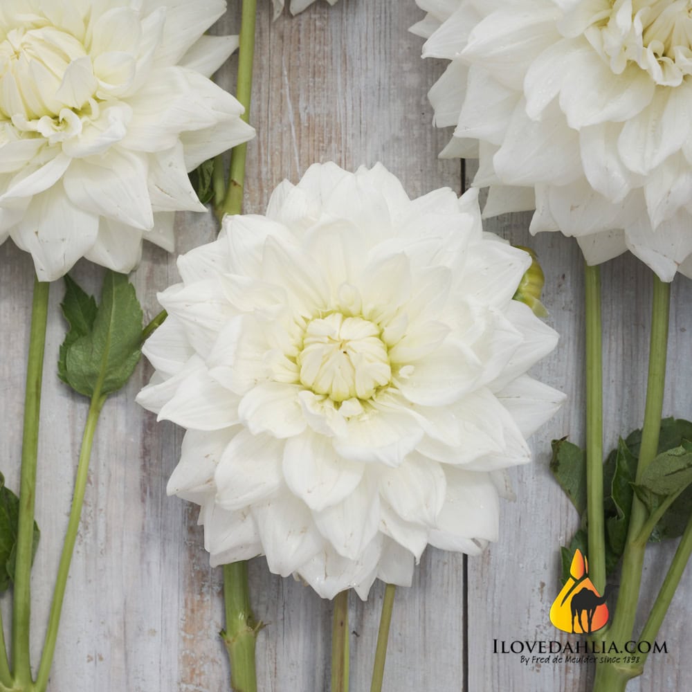 Dahlia White Alva