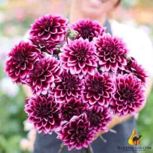 Dahlia Davina Michelle