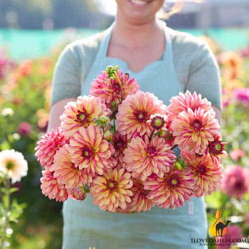 Dahlia Madame Antoinette